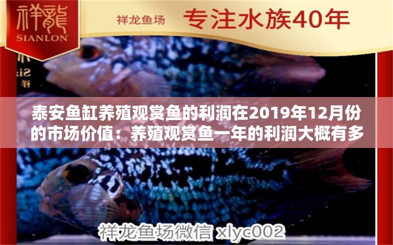 泰安鱼缸养殖观赏鱼的利润在2019年12月份的市场价值：养殖观赏鱼一年的利润大概有多少 鱼缸百科 第2张