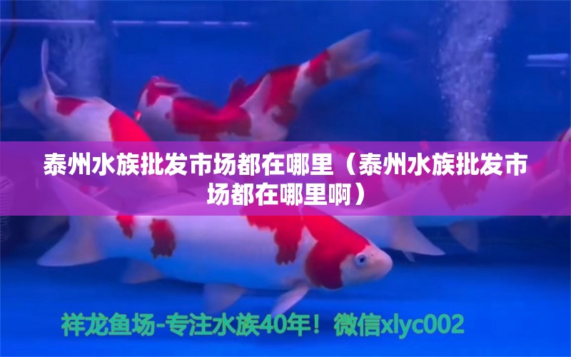 泰州水族批发市场都在哪里（泰州水族批发市场都在哪里啊）