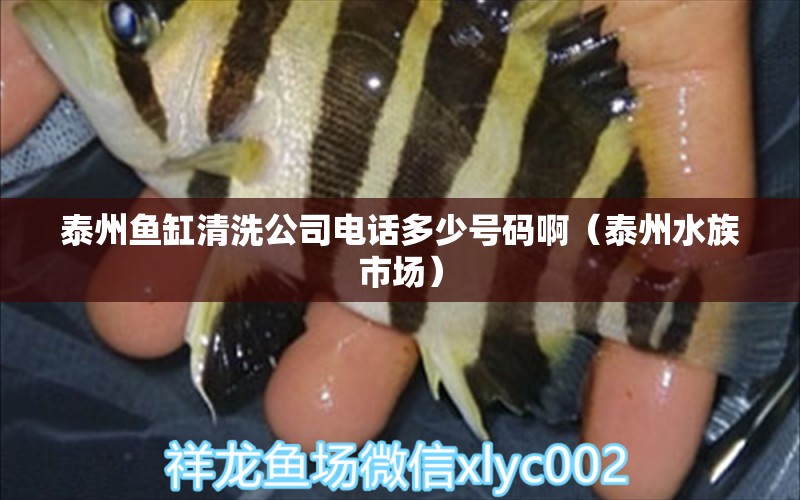 泰州鱼缸清洗公司电话多少号码啊（泰州水族市场）