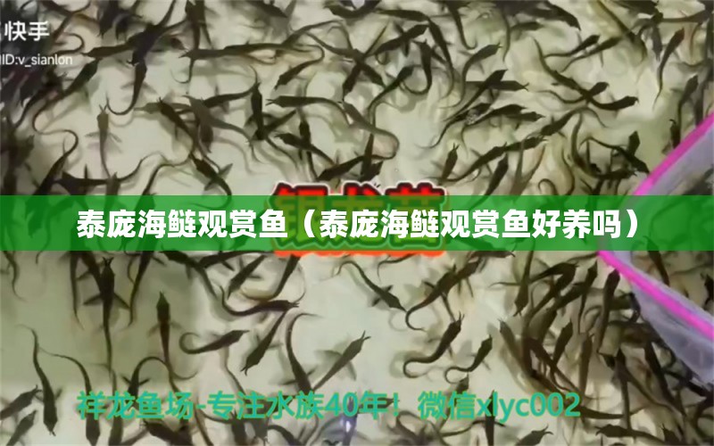 泰庞海鲢观赏鱼（泰庞海鲢观赏鱼好养吗）