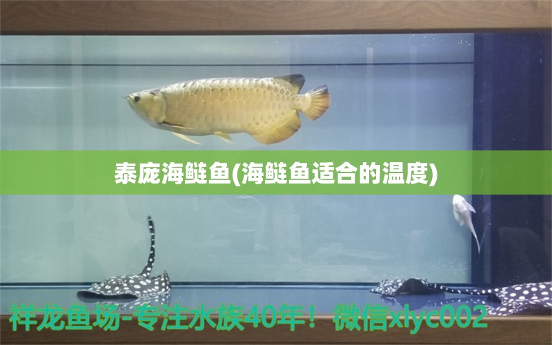 泰庞海鲢鱼(海鲢鱼适合的温度)