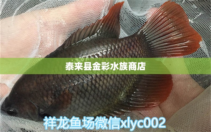 泰来县金彩水族商店 全国水族馆企业名录