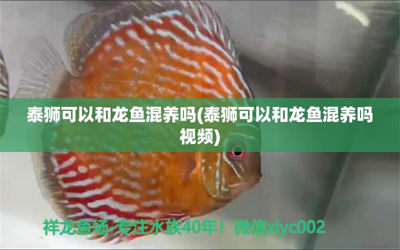 泰狮可以和龙鱼混养吗(泰狮可以和龙鱼混养吗视频) 鱼缸百科