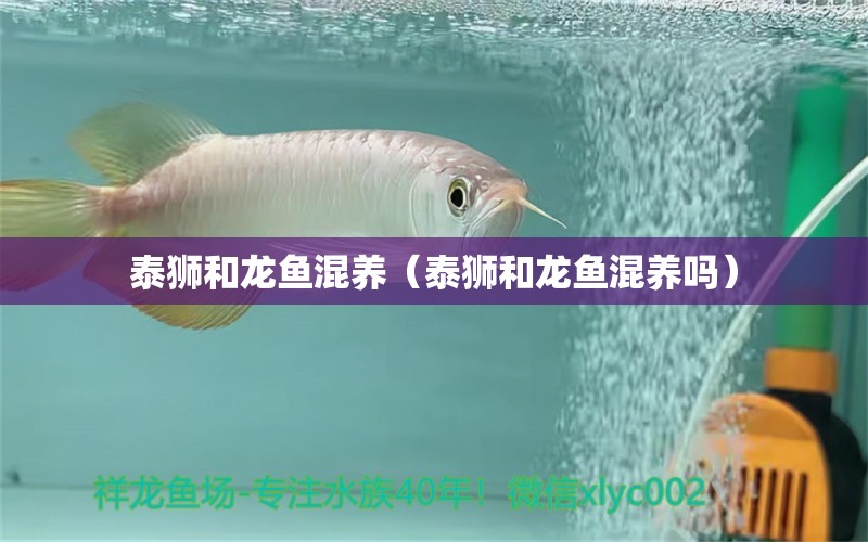 泰狮和龙鱼混养（泰狮和龙鱼混养吗） 祥龙水族医院