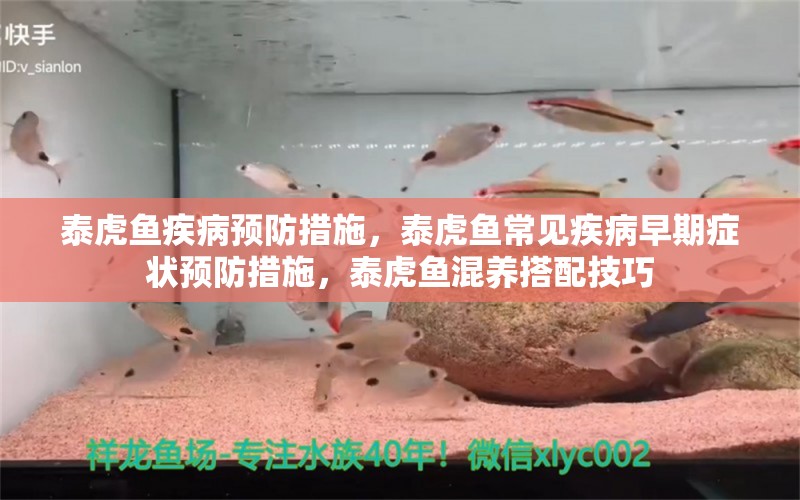 泰虎鱼疾病预防措施，泰虎鱼常见疾病早期症状预防措施，泰虎鱼混养搭配技巧