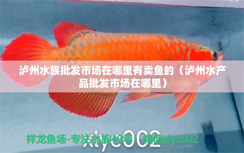 泸州水族批发市场在哪里有卖鱼的（泸州水产品批发市场在哪里）