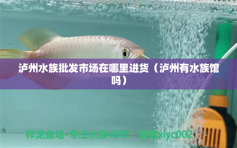 泸州水族批发市场在哪里进货（泸州有水族馆吗） 观赏鱼水族批发市场