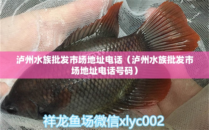 泸州水族批发市场地址电话（泸州水族批发市场地址电话号码）