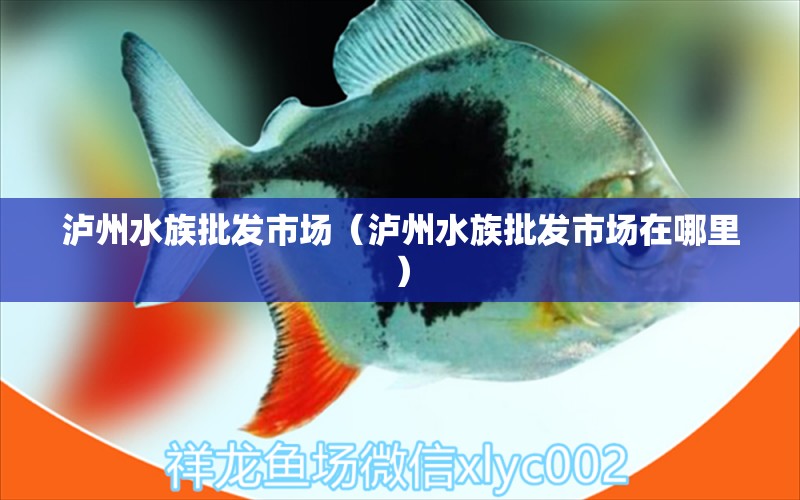 泸州水族批发市场（泸州水族批发市场在哪里）