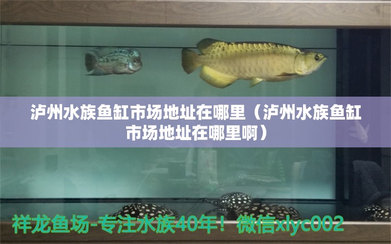 泸州水族鱼缸市场地址在哪里（泸州水族鱼缸市场地址在哪里啊）