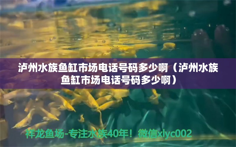 泸州水族鱼缸市场电话号码多少啊（泸州水族鱼缸市场电话号码多少啊） 观赏鱼市场（混养鱼）