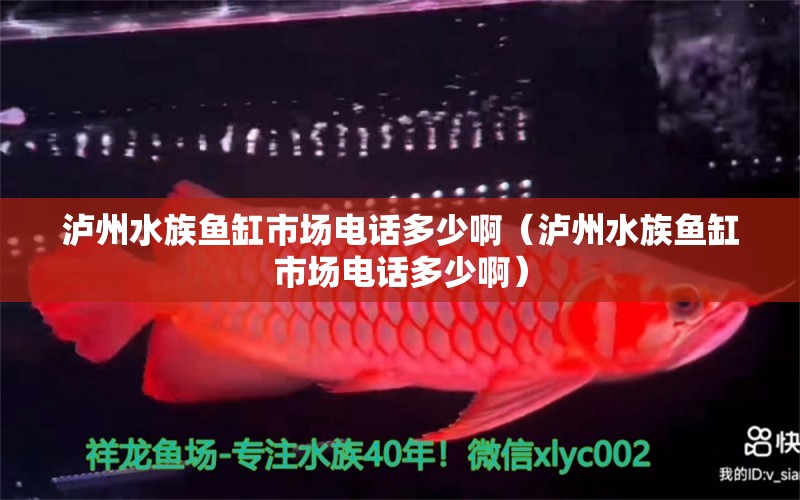 泸州水族鱼缸市场电话多少啊（泸州水族鱼缸市场电话多少啊）