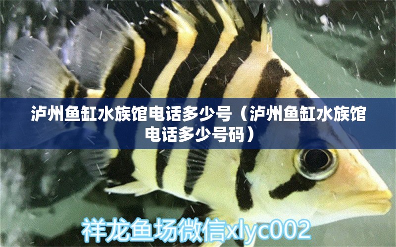 泸州鱼缸水族馆电话多少号（泸州鱼缸水族馆电话多少号码）