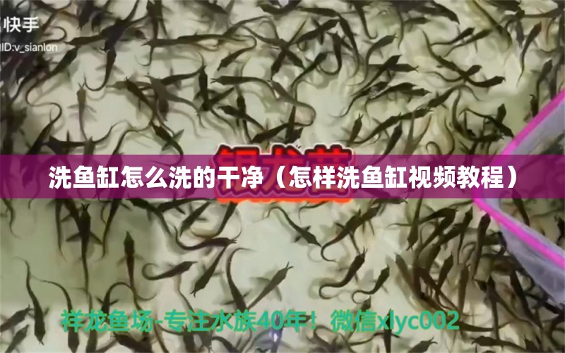 洗鱼缸怎么洗的干净（怎样洗鱼缸视频教程） 水温计 第1张