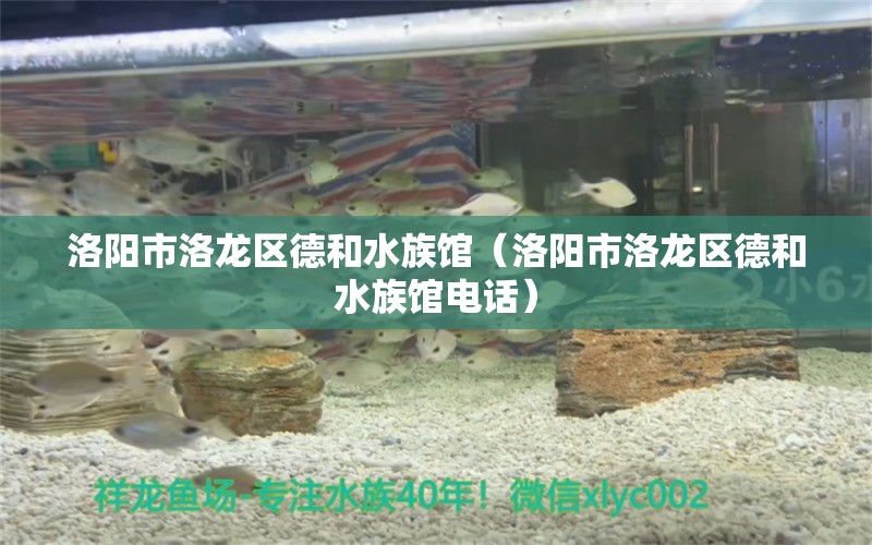 洛阳市洛龙区德和水族馆（洛阳市洛龙区德和水族馆电话） 全国水族馆企业名录