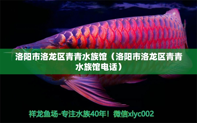 洛阳市洛龙区青青水族馆（洛阳市洛龙区青青水族馆电话）