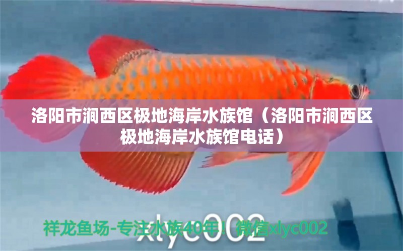 洛阳市涧西区极地海岸水族馆（洛阳市涧西区极地海岸水族馆电话） 全国水族馆企业名录