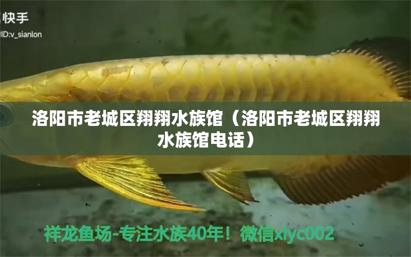 洛阳市老城区翔翔水族馆（洛阳市老城区翔翔水族馆电话） 全国水族馆企业名录