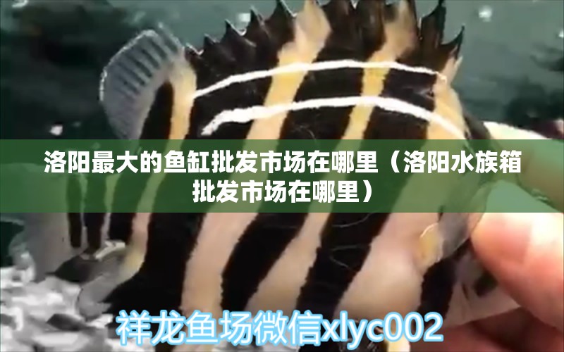 洛阳最大的鱼缸批发市场在哪里（洛阳水族箱批发市场在哪里）