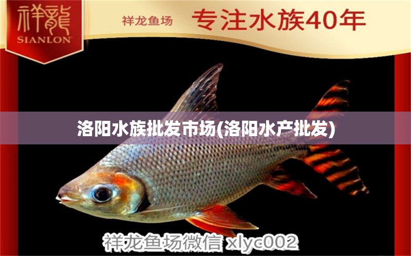 洛阳水族批发市场(洛阳水产批发) 观赏鱼水族批发市场