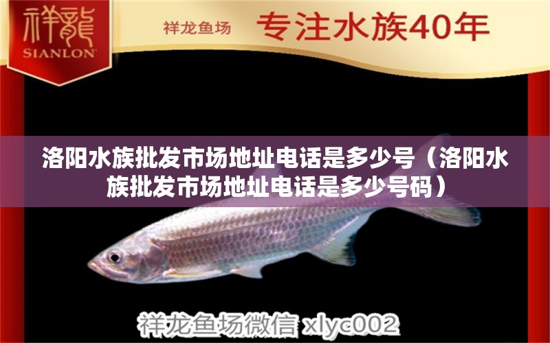 洛阳水族批发市场地址电话是多少号（洛阳水族批发市场地址电话是多少号码） 观赏鱼水族批发市场