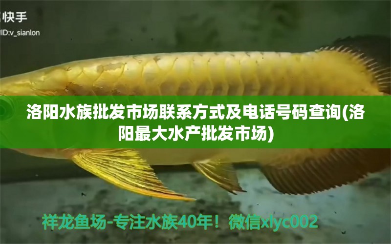 洛阳水族批发市场联系方式及电话号码查询(洛阳最大水产批发市场)