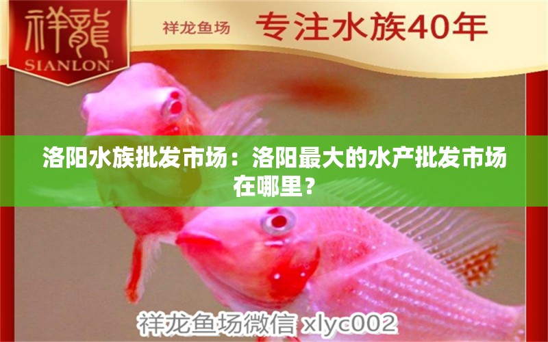 洛阳水族批发市场：洛阳最大的水产批发市场在哪里？ 全国观赏鱼市场 第3张