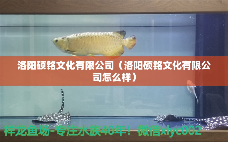 洛阳硕铭文化有限公司（洛阳硕铭文化有限公司怎么样）