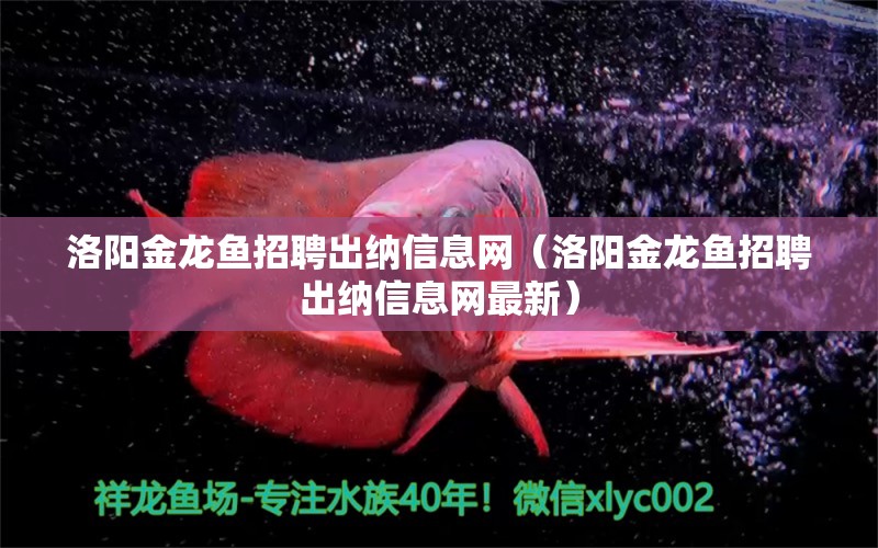 洛阳金龙鱼招聘出纳信息网（洛阳金龙鱼招聘出纳信息网最新）