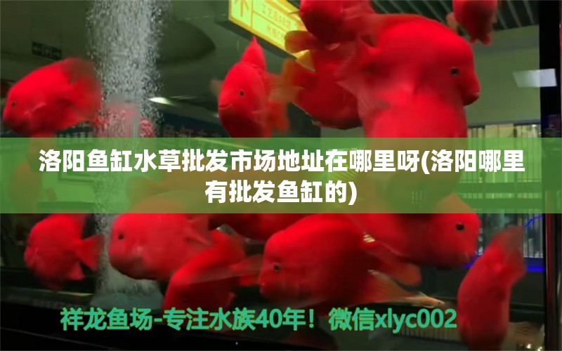 洛阳鱼缸水草批发市场地址在哪里呀(洛阳哪里有批发鱼缸的) 水草