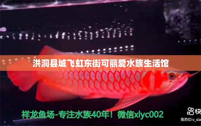 洪洞县城飞虹东街可丽爱水族生活馆 全国水族馆企业名录