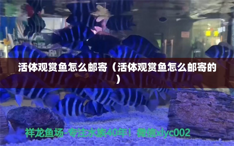 活体观赏鱼怎么邮寄（活体观赏鱼怎么邮寄的）