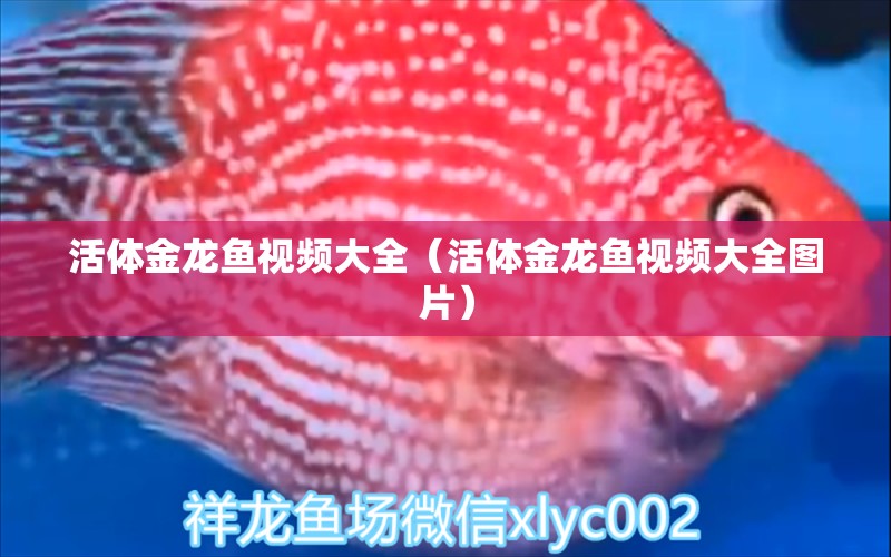 活体金龙鱼视频大全（活体金龙鱼视频大全图片） 祥龙水族医院