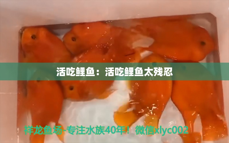 活吃鲤鱼：活吃鲤鱼太残忍