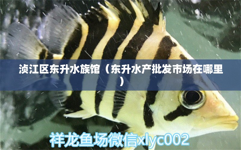 浈江区东升水族馆（东升水产批发市场在哪里） 全国水族馆企业名录