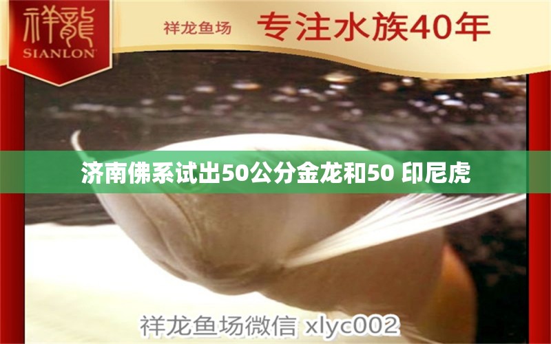 济南佛系试出50公分金龙和50+印尼虎