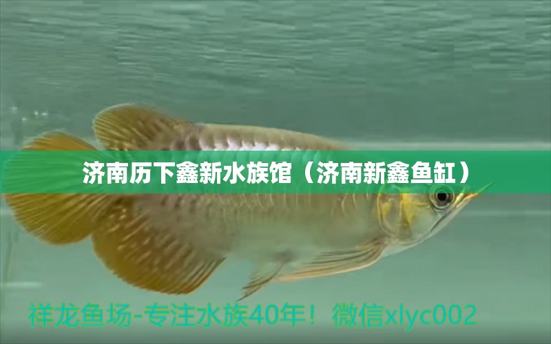 济南历下鑫新水族馆（济南新鑫鱼缸）