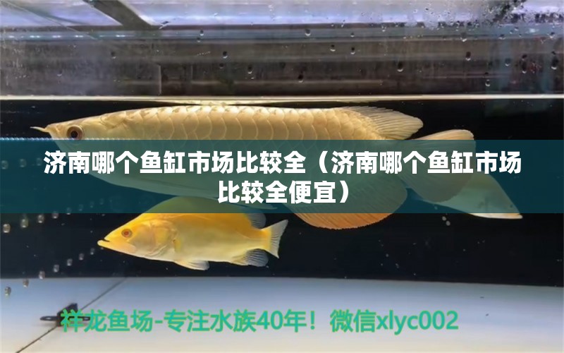 济南哪个鱼缸市场比较全（济南哪个鱼缸市场比较全便宜） 其他品牌鱼缸