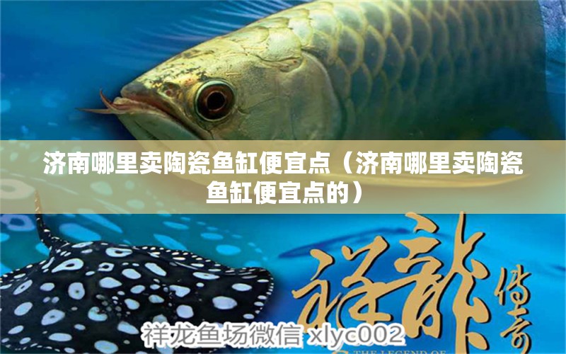 济南哪里卖陶瓷鱼缸便宜点（济南哪里卖陶瓷鱼缸便宜点的）