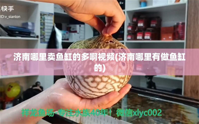 济南哪里卖鱼缸的多啊视频(济南哪里有做鱼缸的) 白化火箭鱼