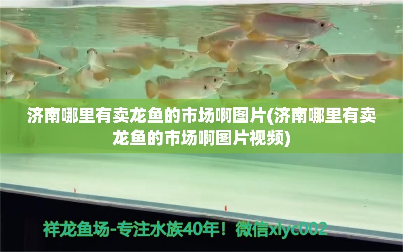 济南哪里有卖龙鱼的市场啊图片(济南哪里有卖龙鱼的市场啊图片视频) 水族杂谈