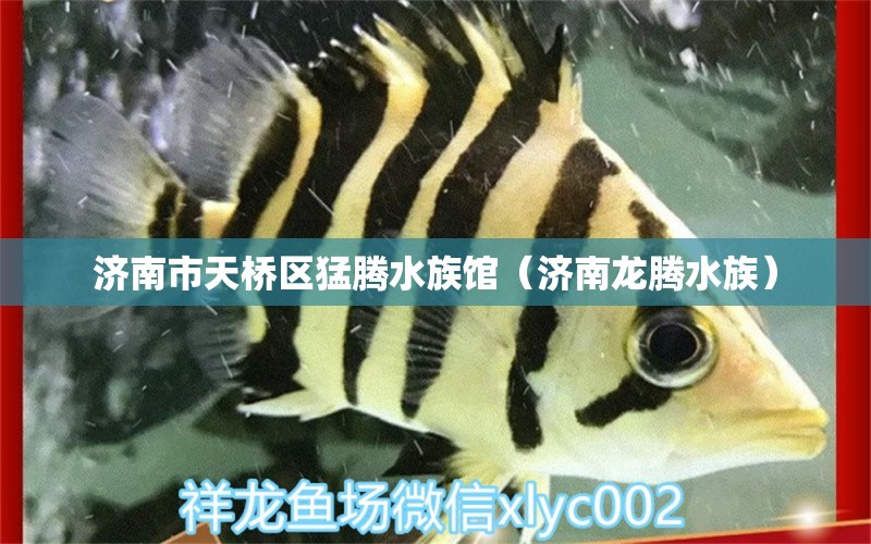 济南市天桥区猛腾水族馆（济南龙腾水族） 全国水族馆企业名录