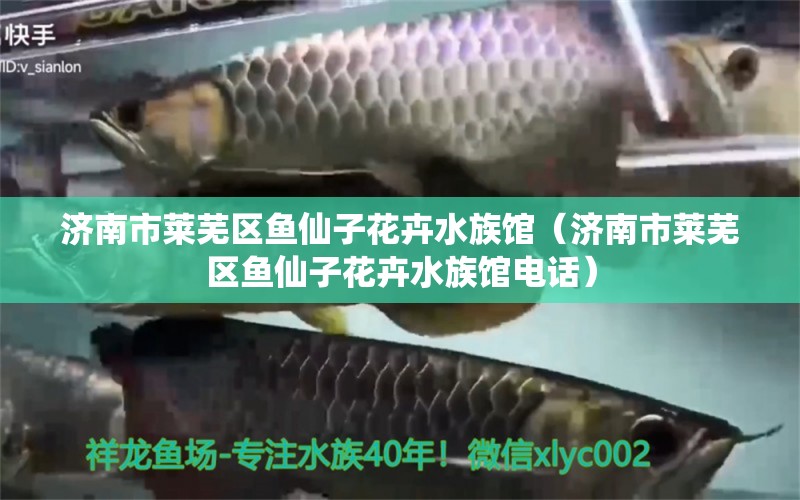 济南市莱芜区鱼仙子花卉水族馆（济南市莱芜区鱼仙子花卉水族馆电话） 全国水族馆企业名录