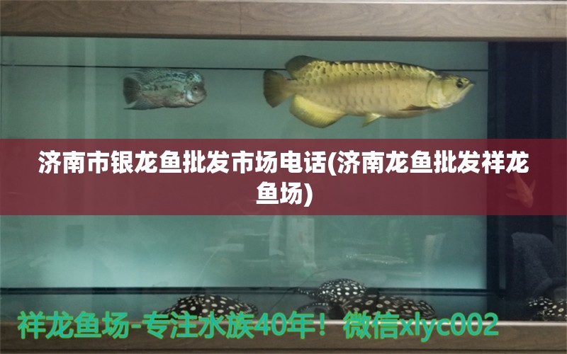 济南市银龙鱼批发市场电话(济南龙鱼批发祥龙鱼场) 龙鱼批发