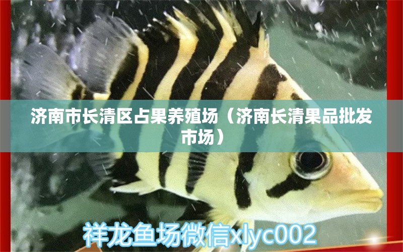 济南市长清区占果养殖场（济南长清果品批发市场） 全国水族馆企业名录