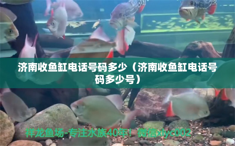 济南收鱼缸电话号码多少（济南收鱼缸电话号码多少号）