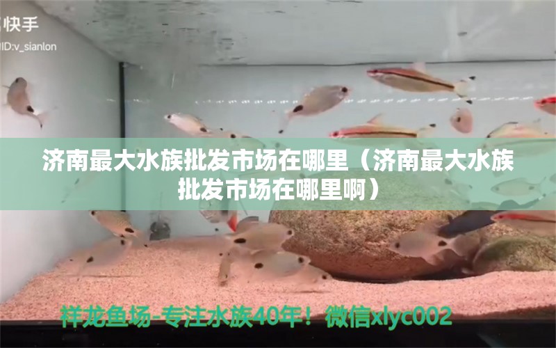 济南最大水族批发市场在哪里（济南最大水族批发市场在哪里啊） 观赏鱼水族批发市场