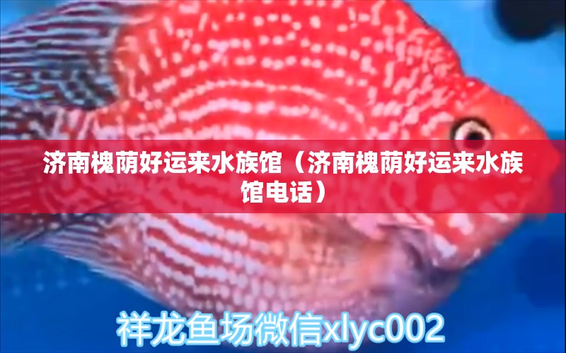 济南槐荫好运来水族馆（济南槐荫好运来水族馆电话）