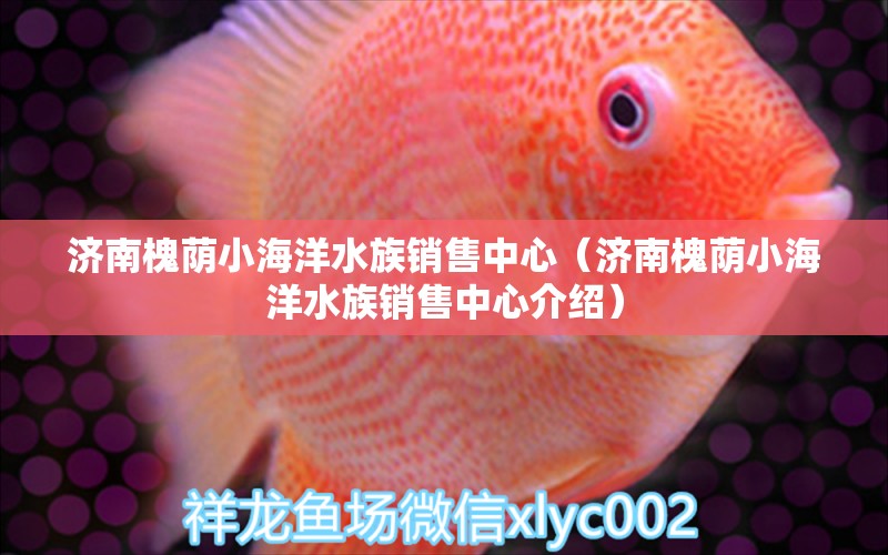 济南槐荫小海洋水族销售中心（济南槐荫小海洋水族销售中心介绍） 全国观赏鱼市场 第2张