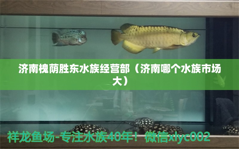 济南槐荫胜东水族经营部（济南哪个水族市场大）